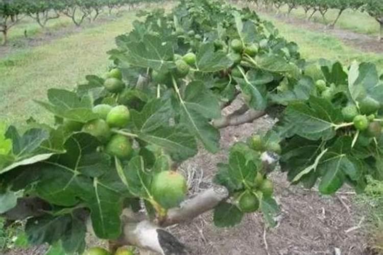 无花果施肥用什么肥料 施什么肥果实大