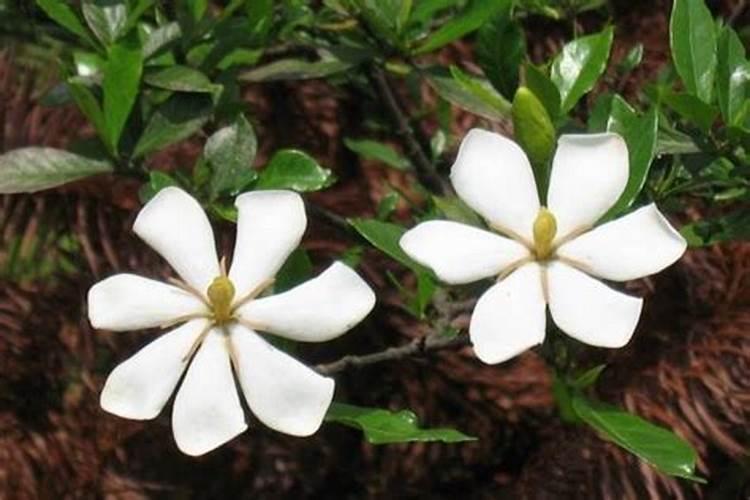 尿素可以用来给栀子花施肥吗