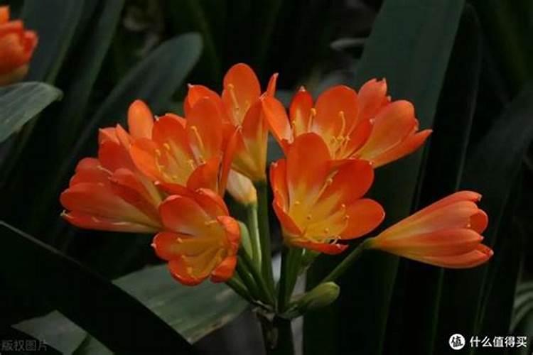 君子兰冬季施什么肥料