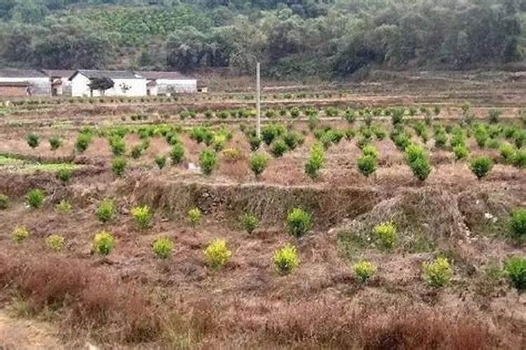 刚喷叶面肥后可以采摘瓜果？