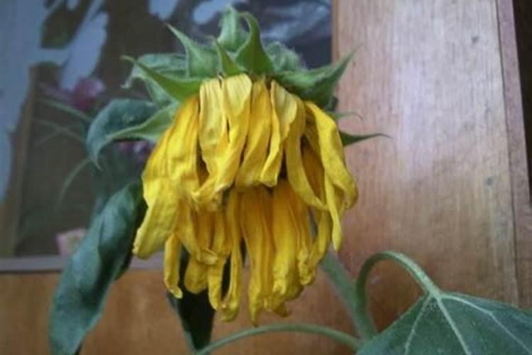 菊花叶子枯萎是什么原因