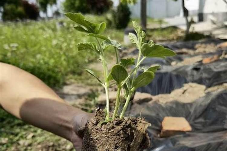 西瓜磷肥利用早晚