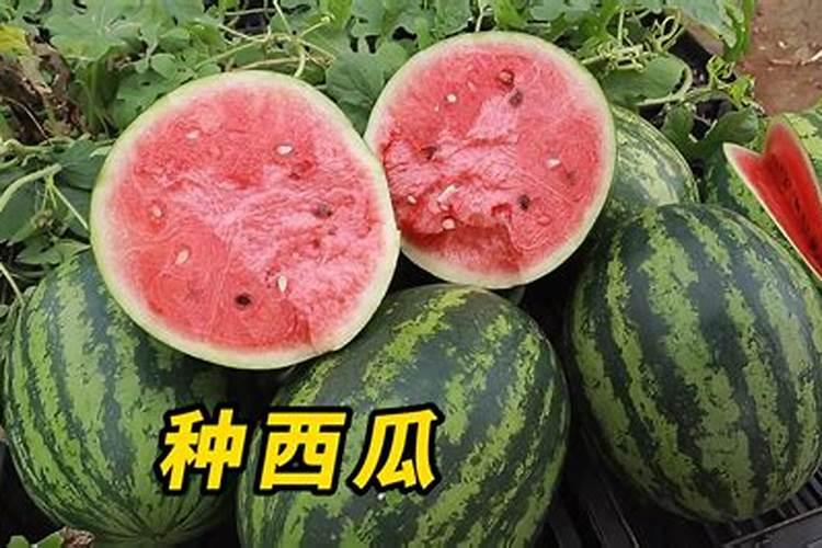 西瓜一亩地上多少底肥料