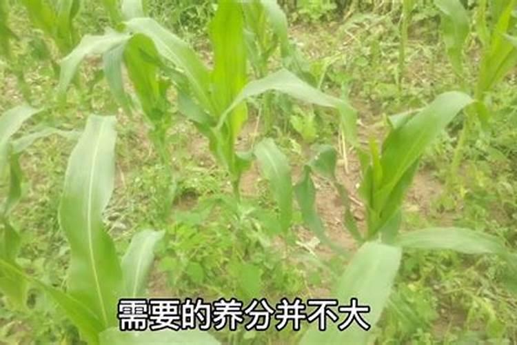 江西叶面肥木醋液