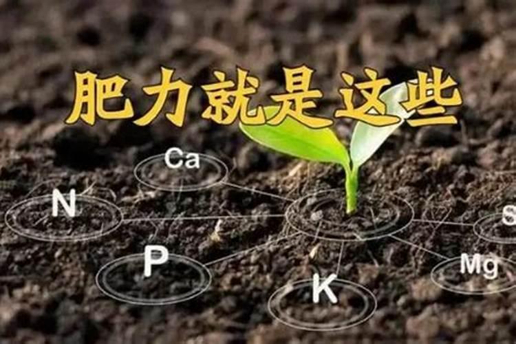 钾肥施完后几天见效？
