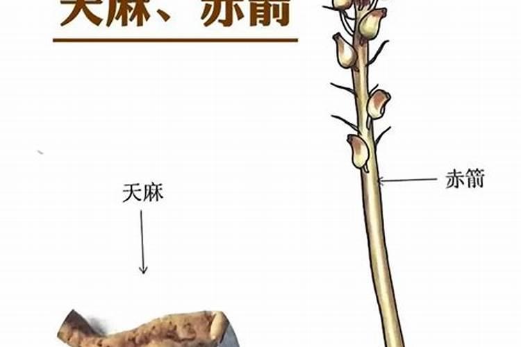 种天麻的方法和技术