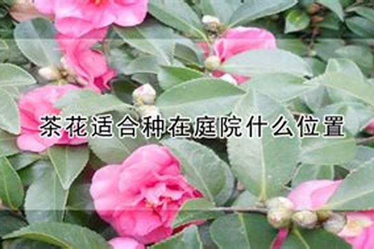 盆栽绣球用什么土
