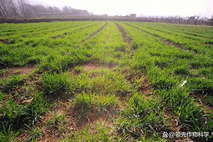 国内氨基酸水溶肥生产厂家有哪些？