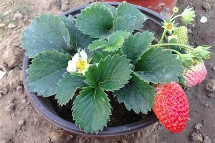 草莓叶面肥什么时候打？喷草莓花上伤花吗？