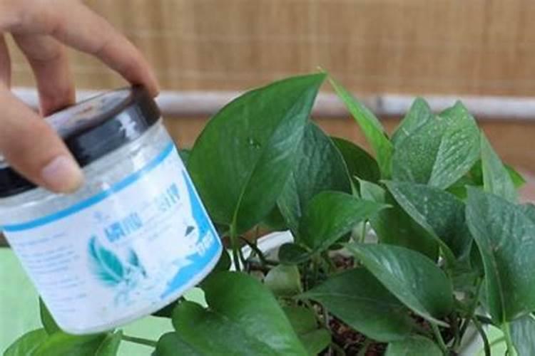 移载绿萝时怎样使用生根粉
