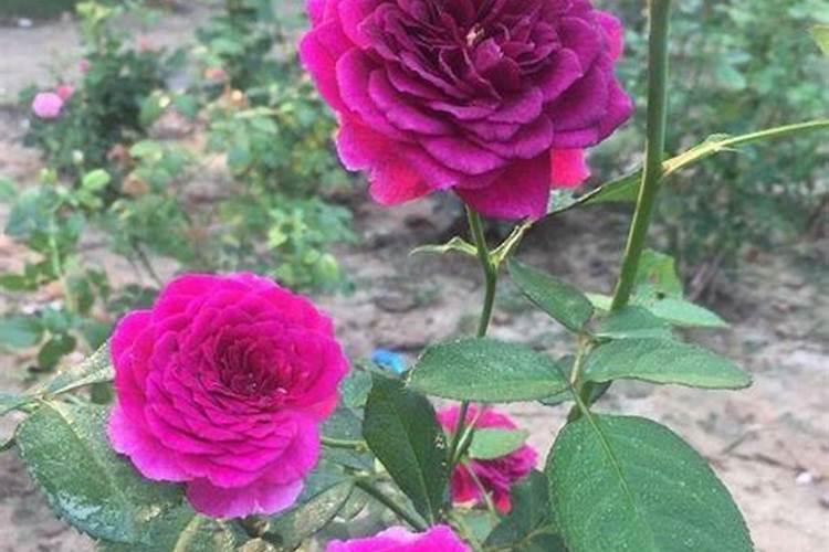 月季开花时能施肥吗