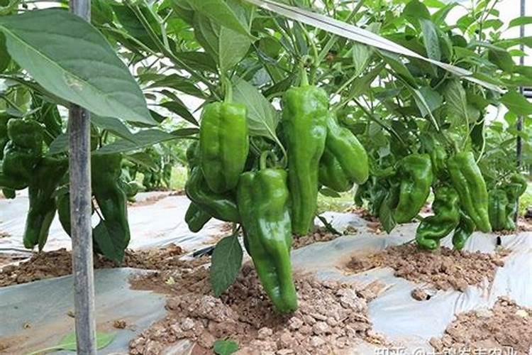 青椒用什么肥料最好