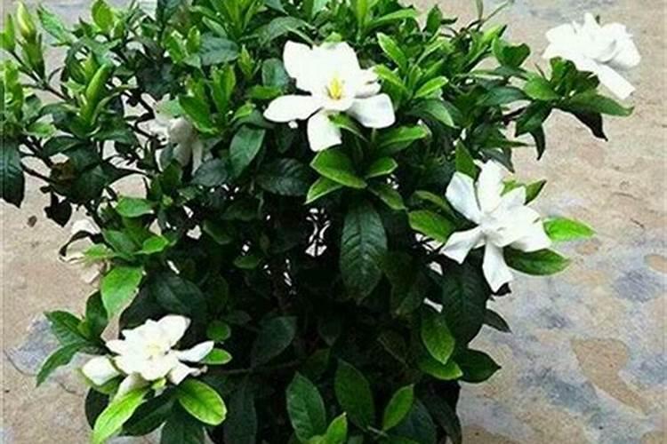 有哪些花能用氮肥