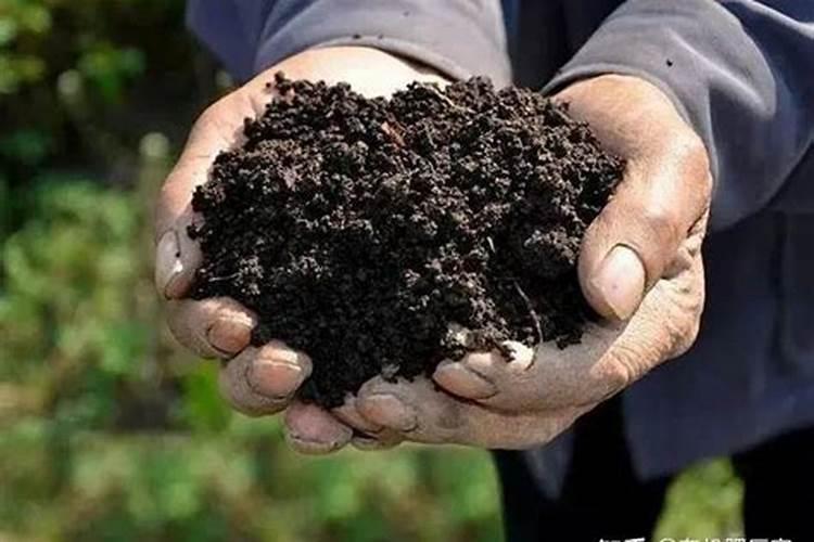 火龙果每年应该怎么管理？