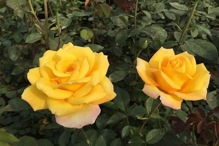 金香玉如何盆栽