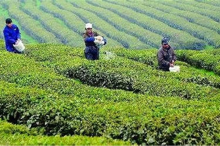 茶叶叶面肥催芽肥的正确使用