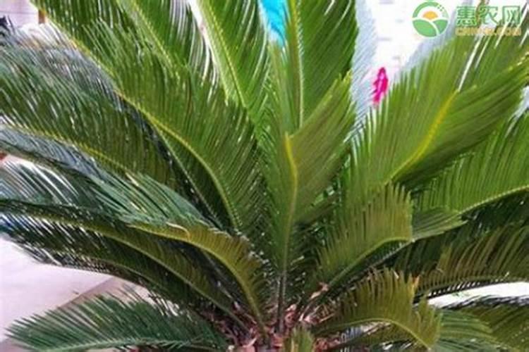 小麦最忌三种肥料