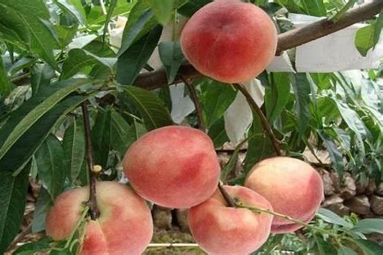 桃树是现在上肥料好还是过完春节上肥料好？