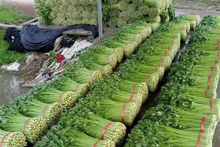芹菜施什么肥长得快