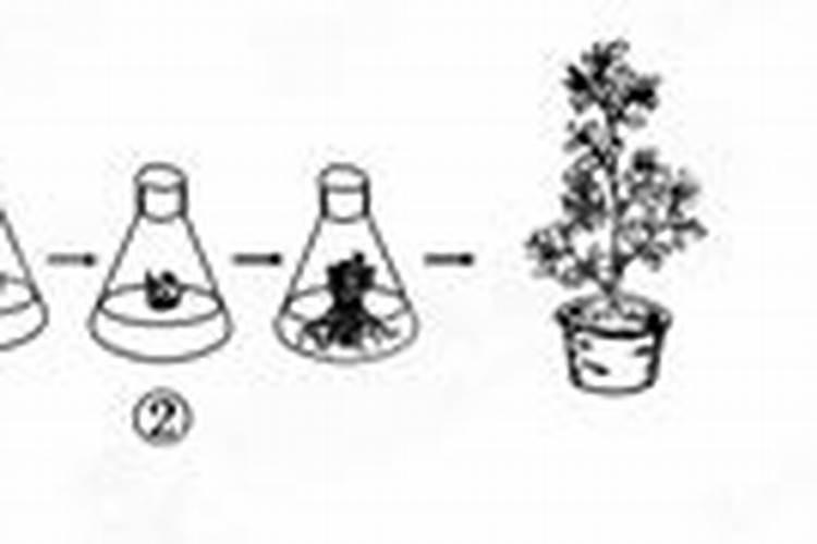 商河附近有莲藕种植吗？