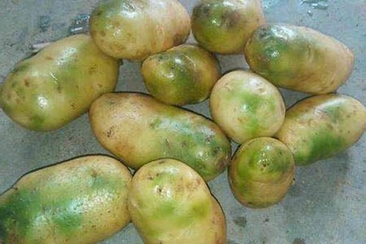 发酵后的土豆水能浇花吗？