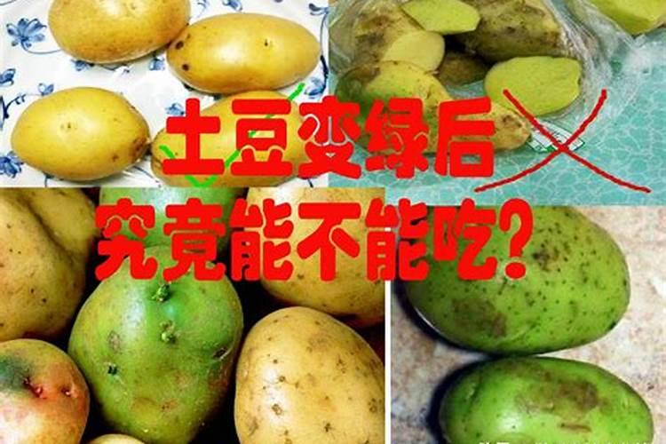 马铃菜喂鸡会拉稀吗？