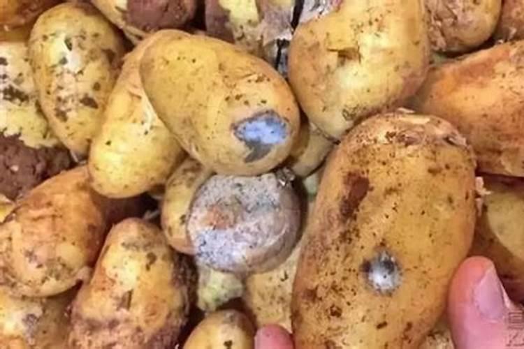 土豆烂在地里可做肥吗