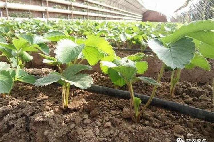 草莓缺钙冲施什么肥料
