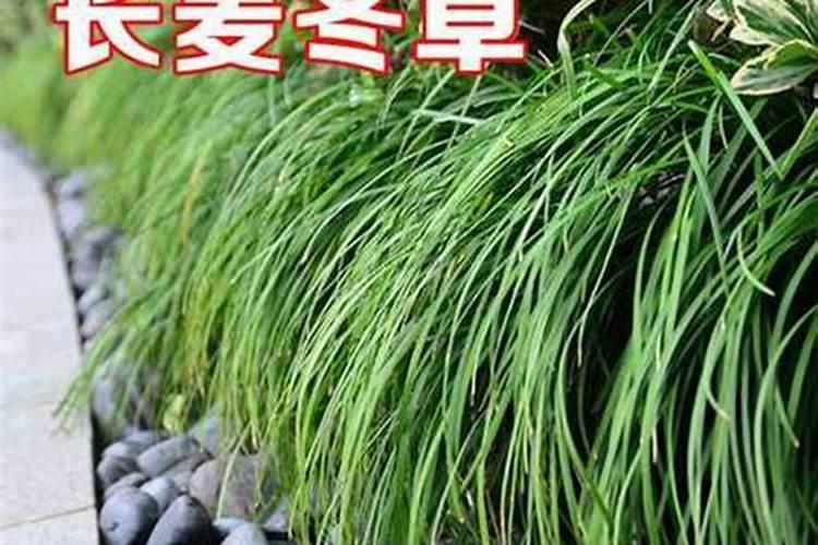 绿化麦冬栽植技巧