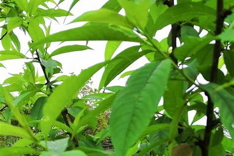桃树叶面肥如何用磷酸二氢钾