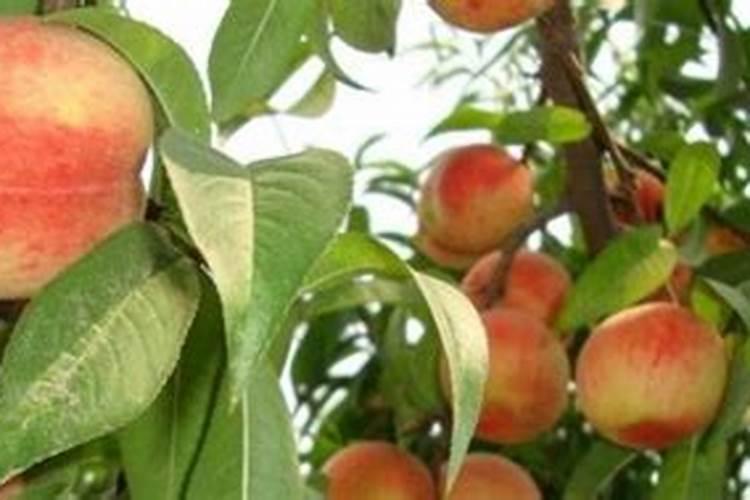 种植桃树的时候,哪些情况下需要喷洒叶面肥？