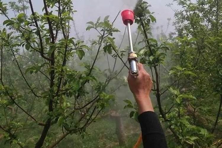 番茄在开花的这个阶段用啥叶面肥好呢？