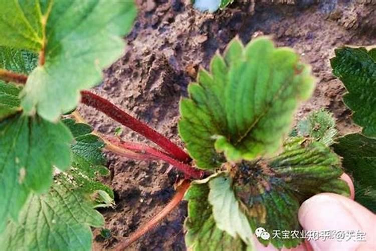 草莓如何施肥 草莓施肥技巧