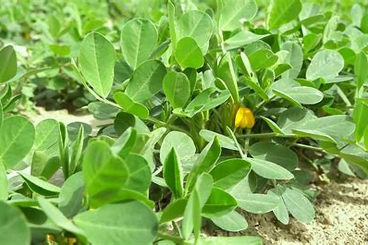 花生施什么肥才能高产 什么时候施肥好