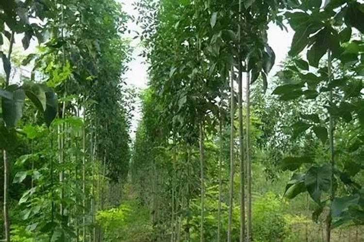 油茶树施什么肥长得快