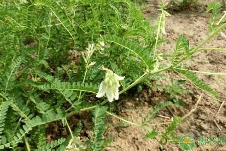 黄芪种植追肥有什么技巧？