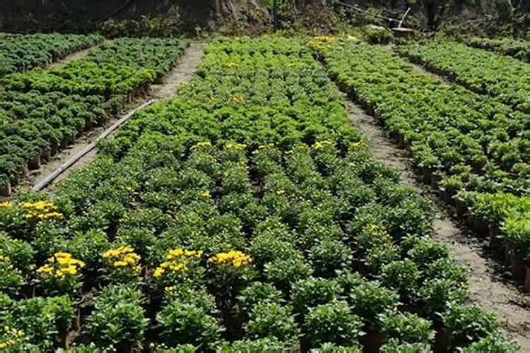 花卉露地栽培要怎样施肥？