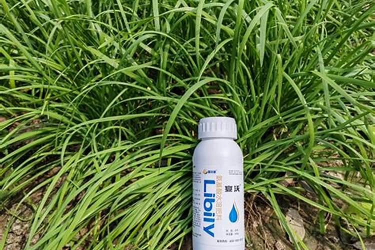 种红蒜要用叶面肥,种红蒜如何施叶面肥？