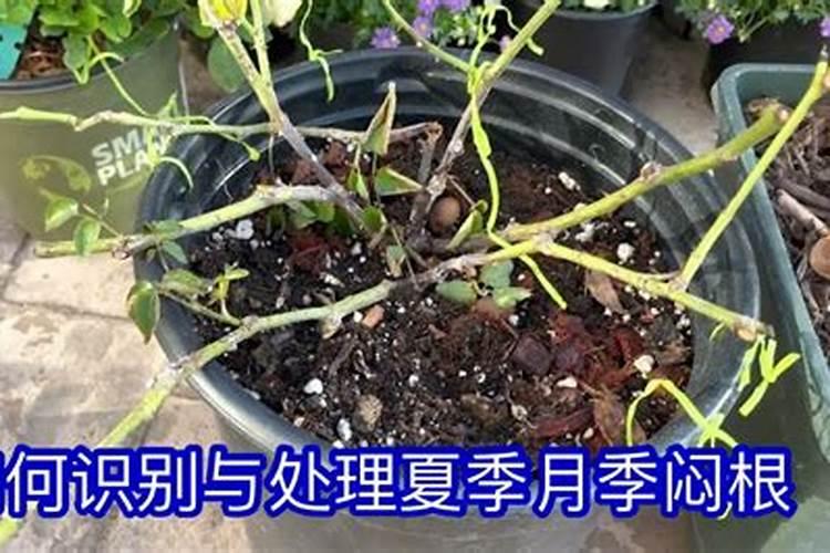 月季闷根了怎么处理