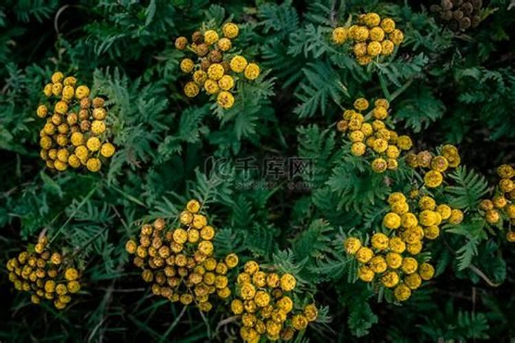 菊花第二年还能活吗