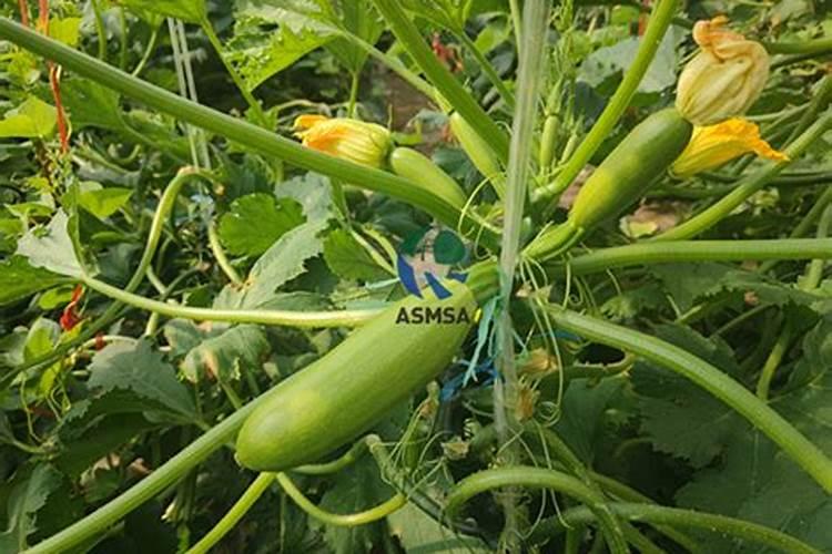 辣椒用什么肥料最好