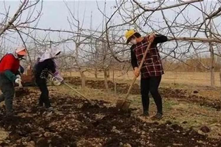 赤楠盆景怎么养