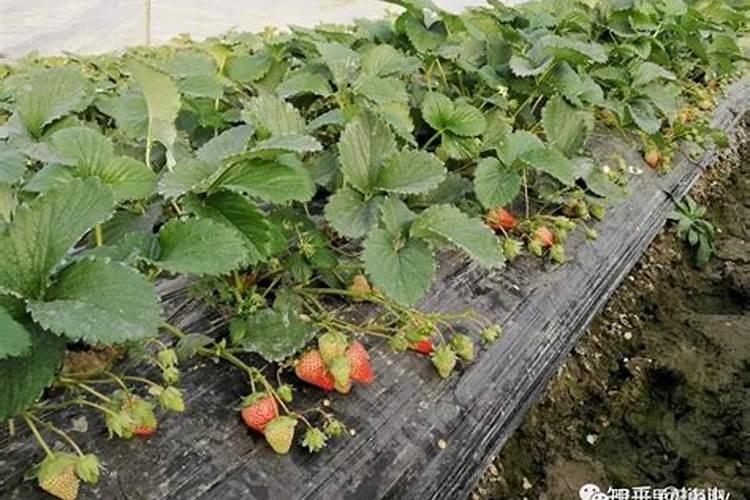 草莓施什么肥料果大