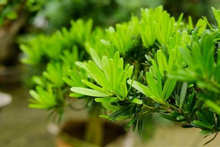 罗汉松养殖护理方法 罗汉松的养护要点