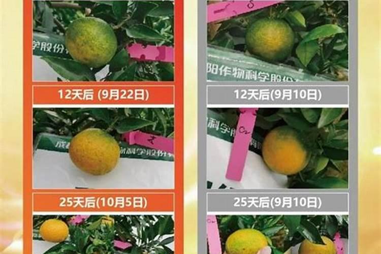 柑橘膨果用什么肥料