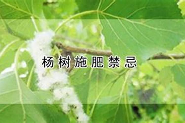 杨树什么时候施肥最好？