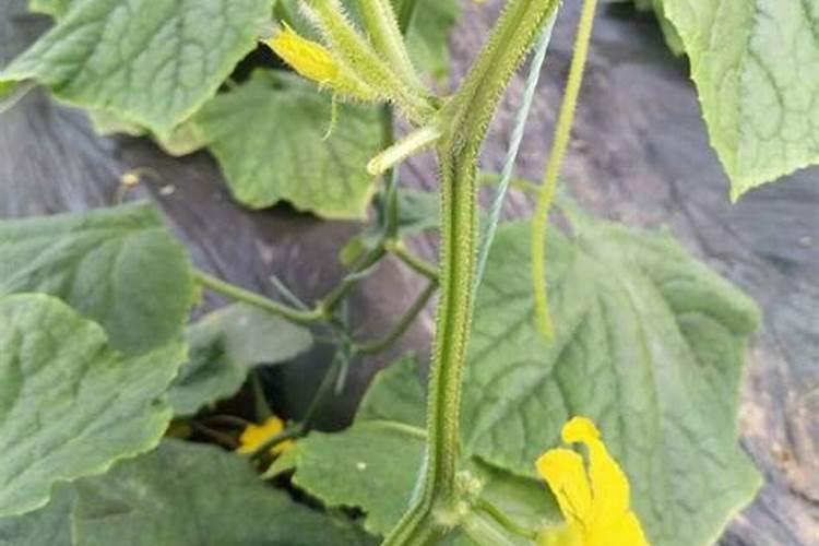 硼砂的物理、化学性质是什么？