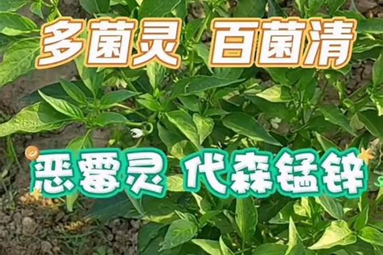 玉米心叶腐烂用什么药治疗,是什么原因造成的