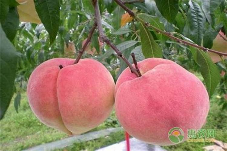 成熟期比较晚的桃树,什么时候追肥最合适？