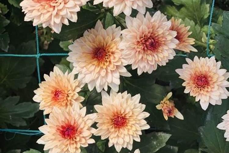 黄色菊花多少钱一斤